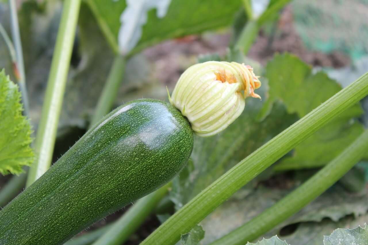 zucchini 2