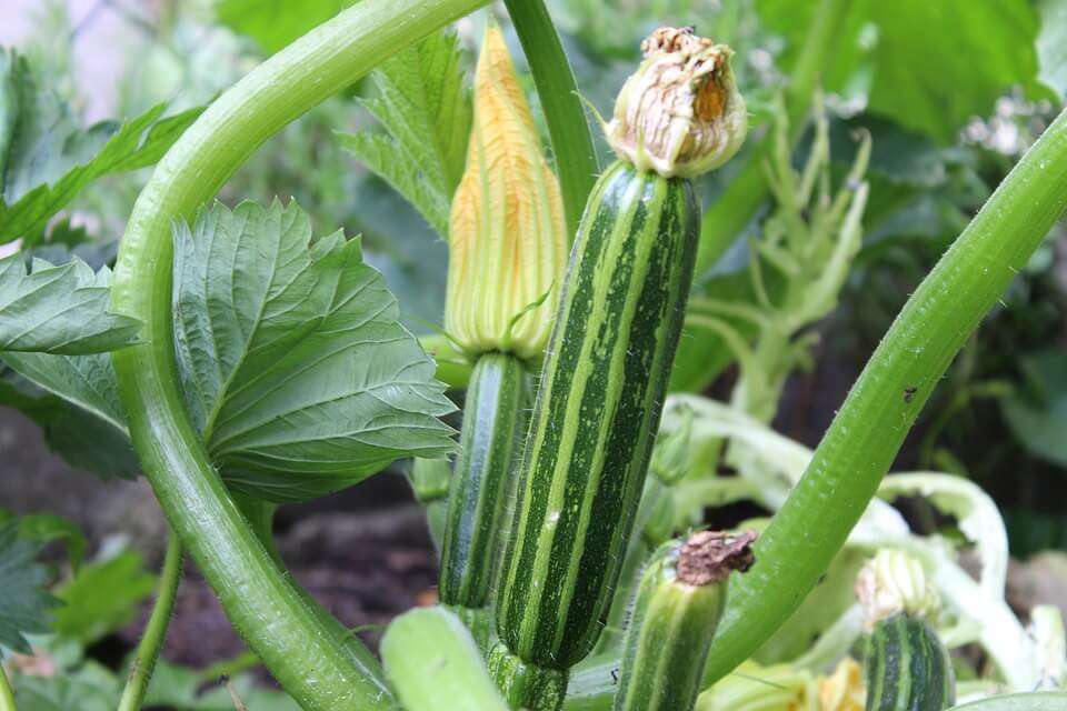 Vegetables Delicious Zucchini Fresh Green Zucchini