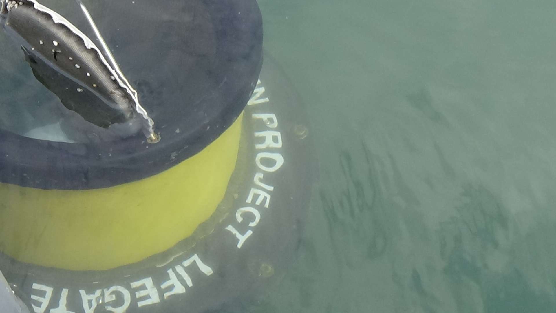 seabin