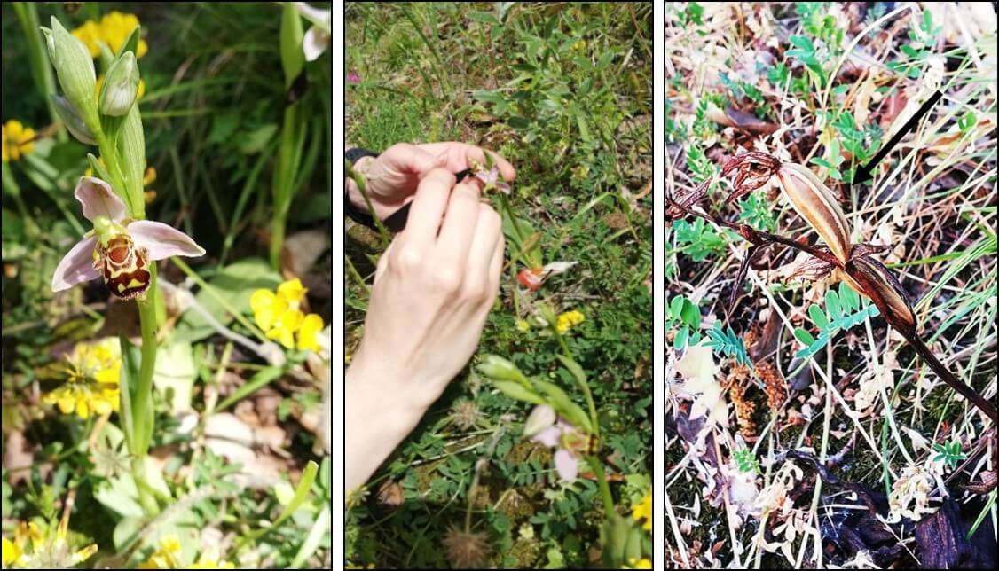 Fig. 1-campo orchidee