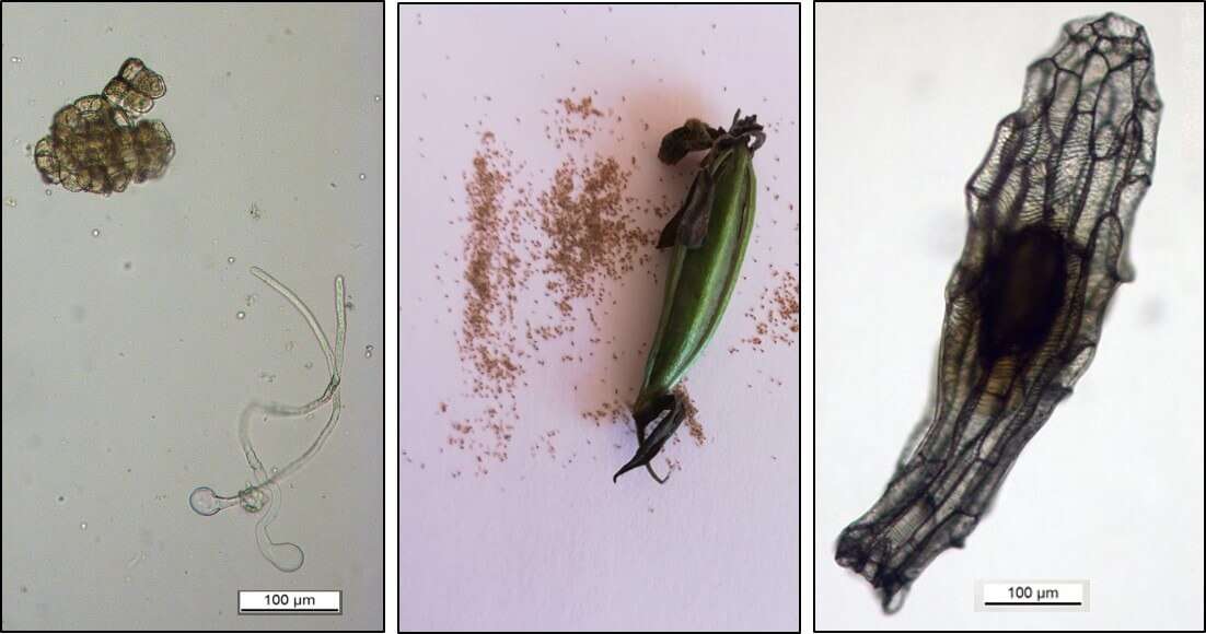 Fig.2 – lab orchidee