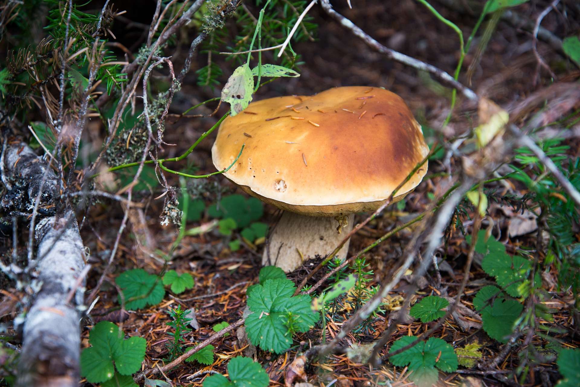 funghi porcini raccolta