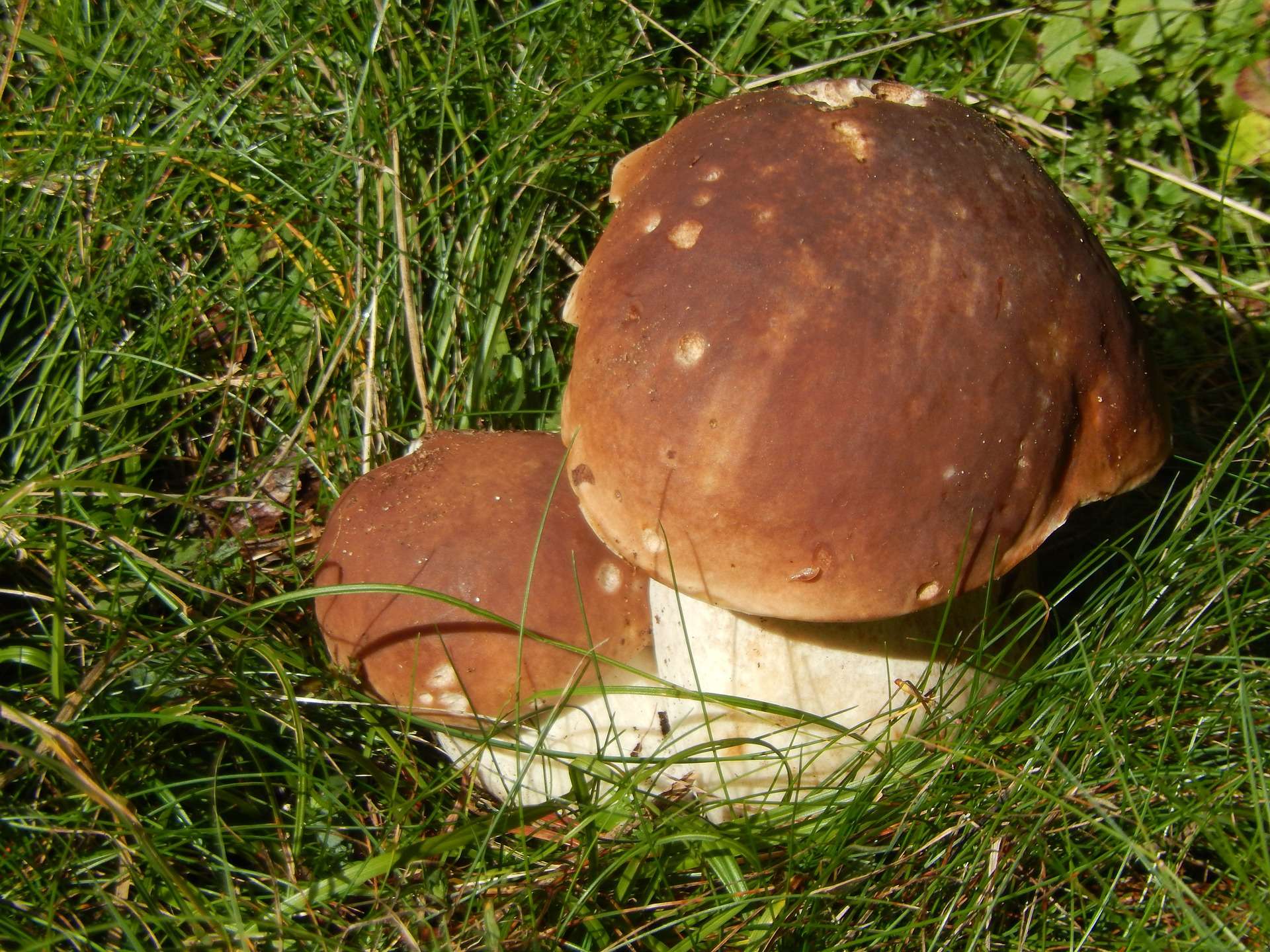 funghi porcini raccolta