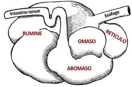 trippa stomaco