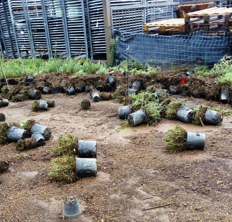agricoltura albenga allerta