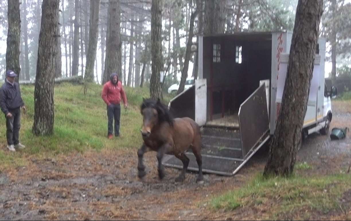 cavallo selvaggio aveto