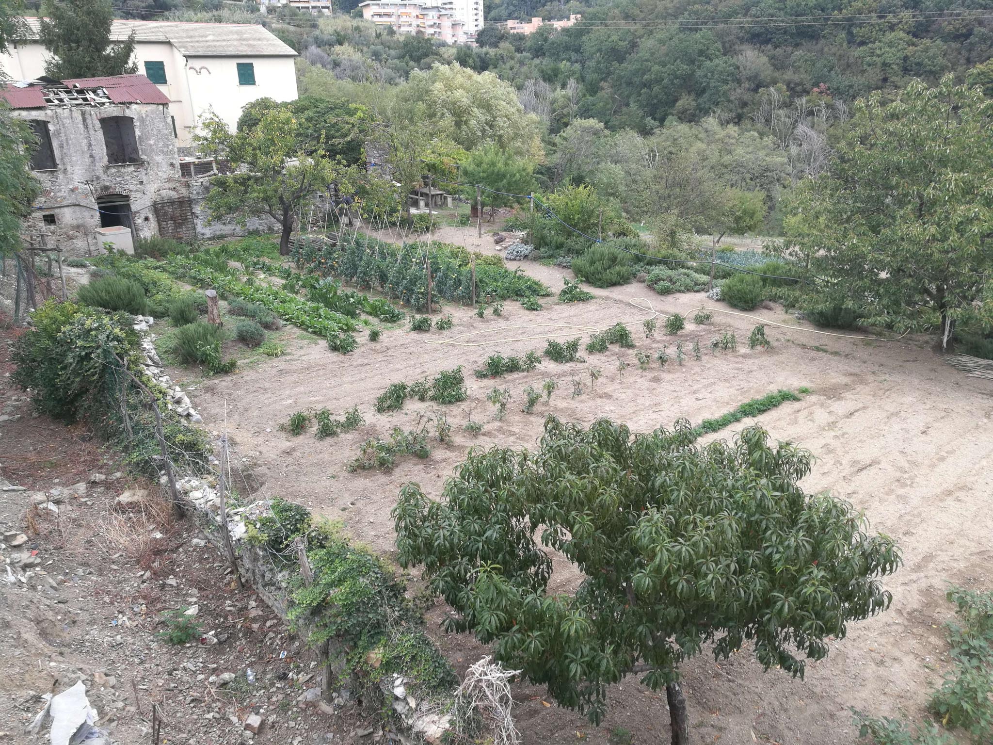 liguria genuina