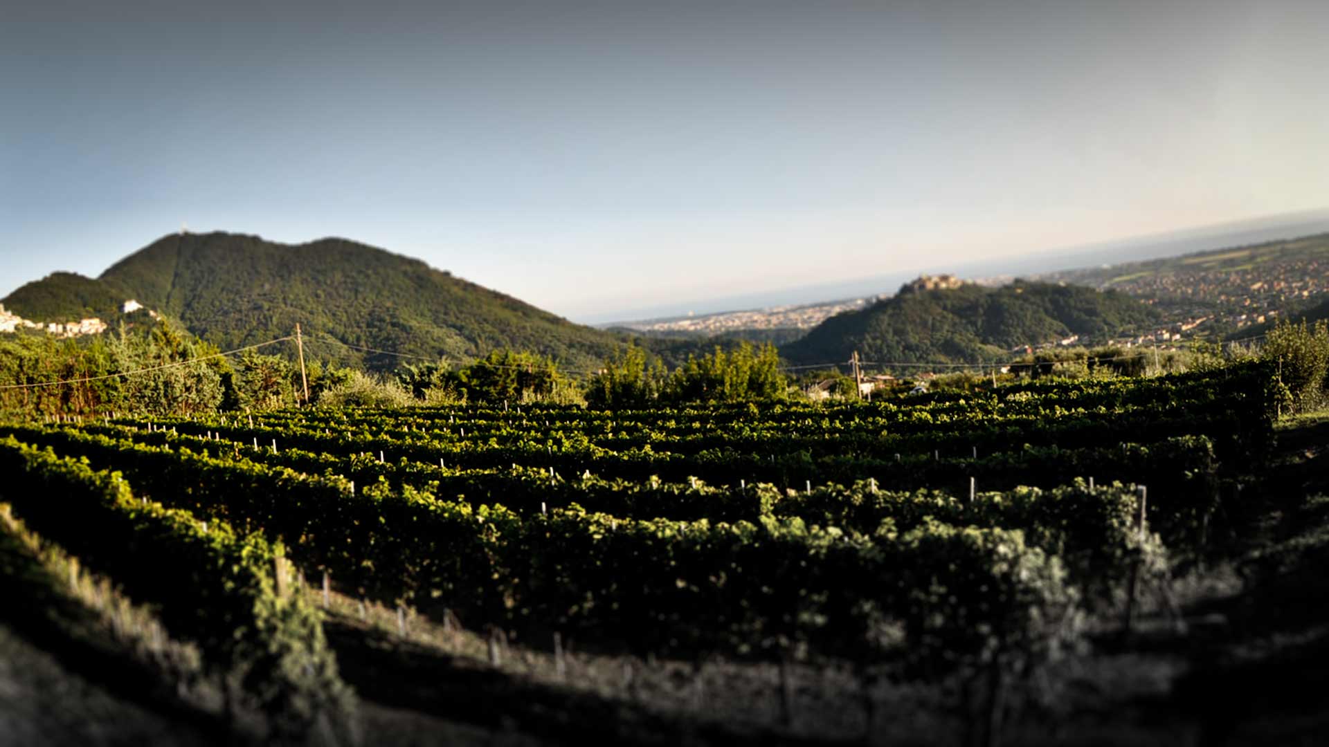 cantine lunae vino vigneto luni colli di luni