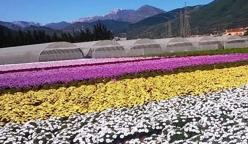 floricoltura