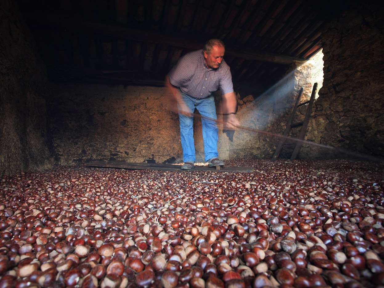 Essiccatoio_per_castagne