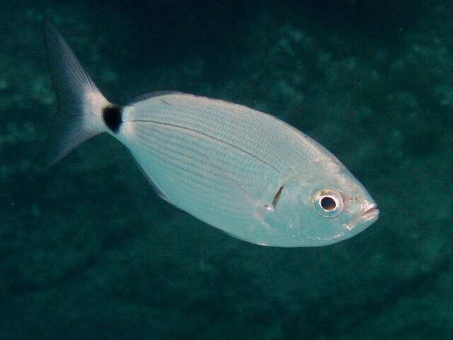 occhiata