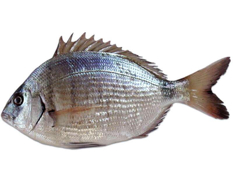 sarago bis