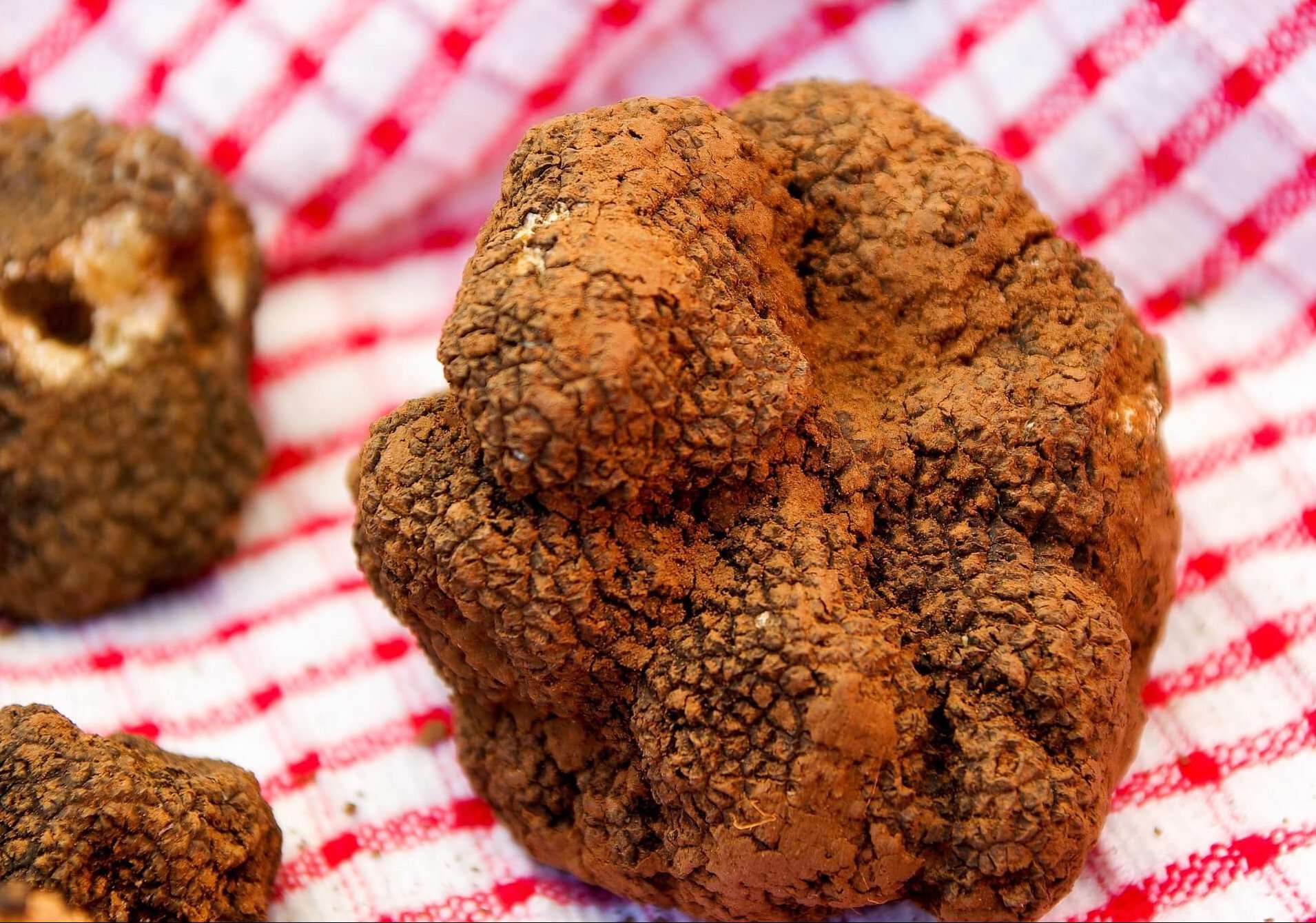tartufo