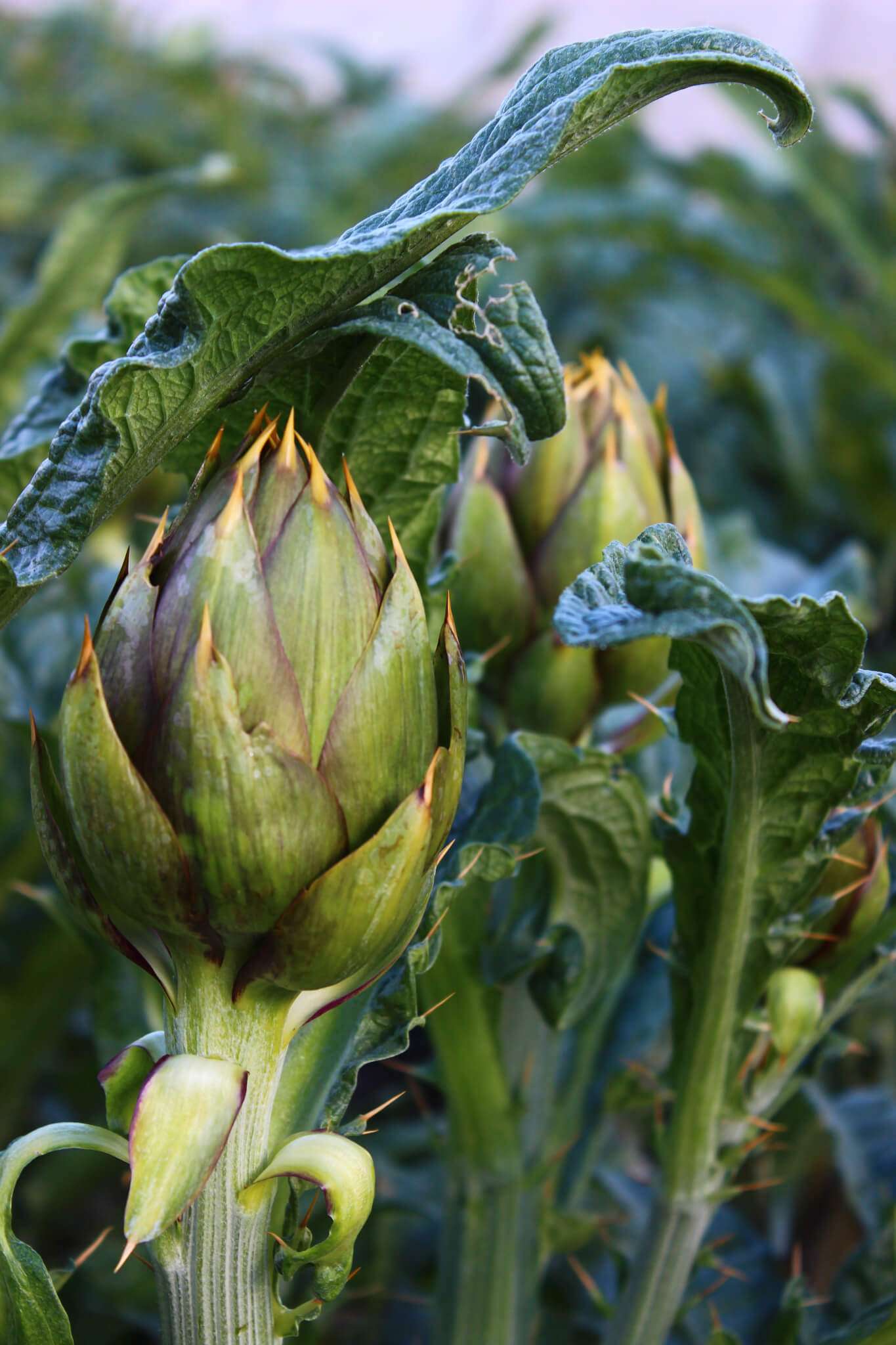 carciofi di albenga