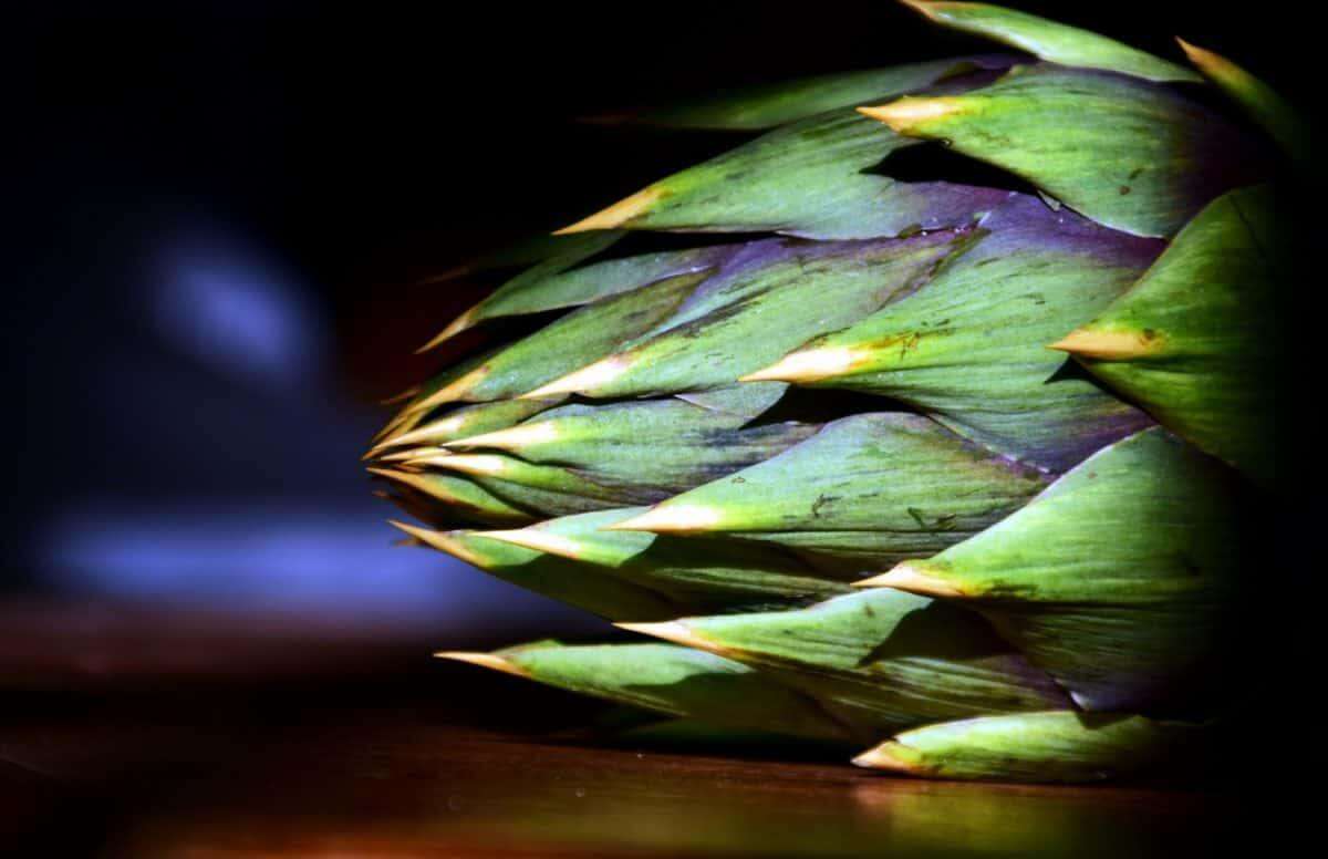 carciofo
