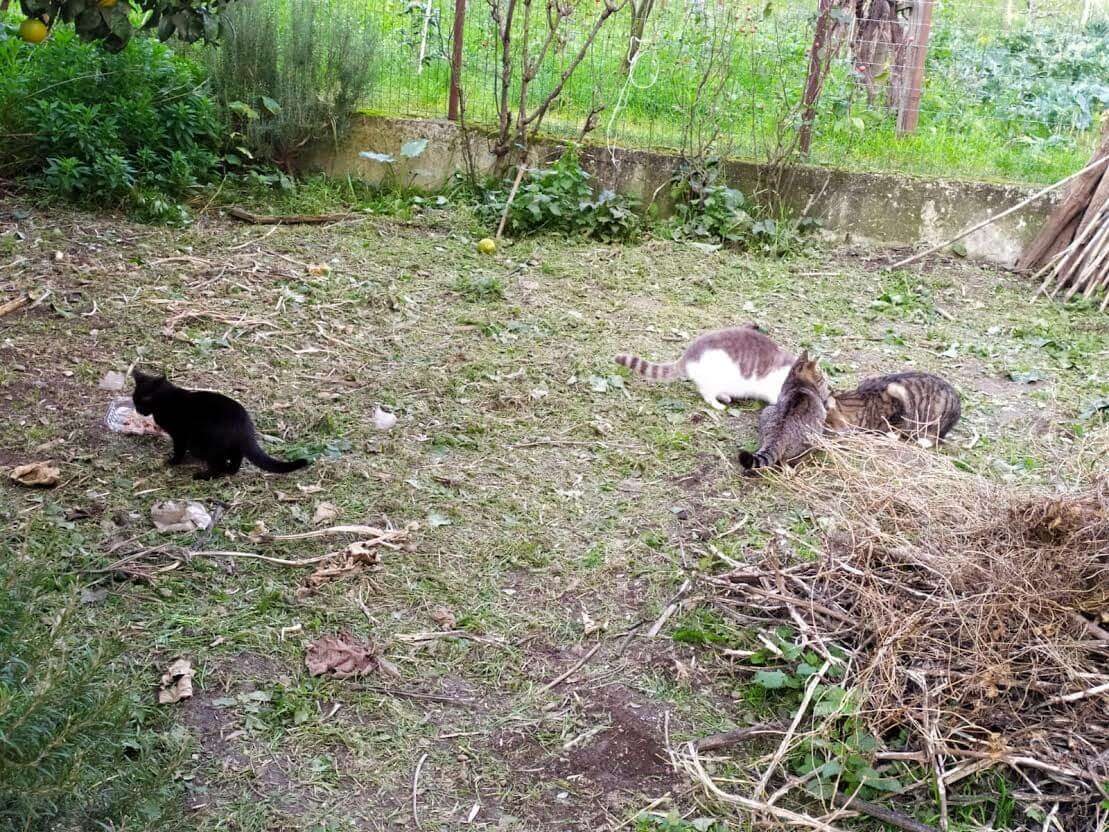 foto colonia felina di via_Parma