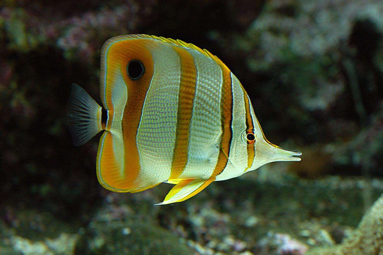 Acquario di Genova pesce farfalla