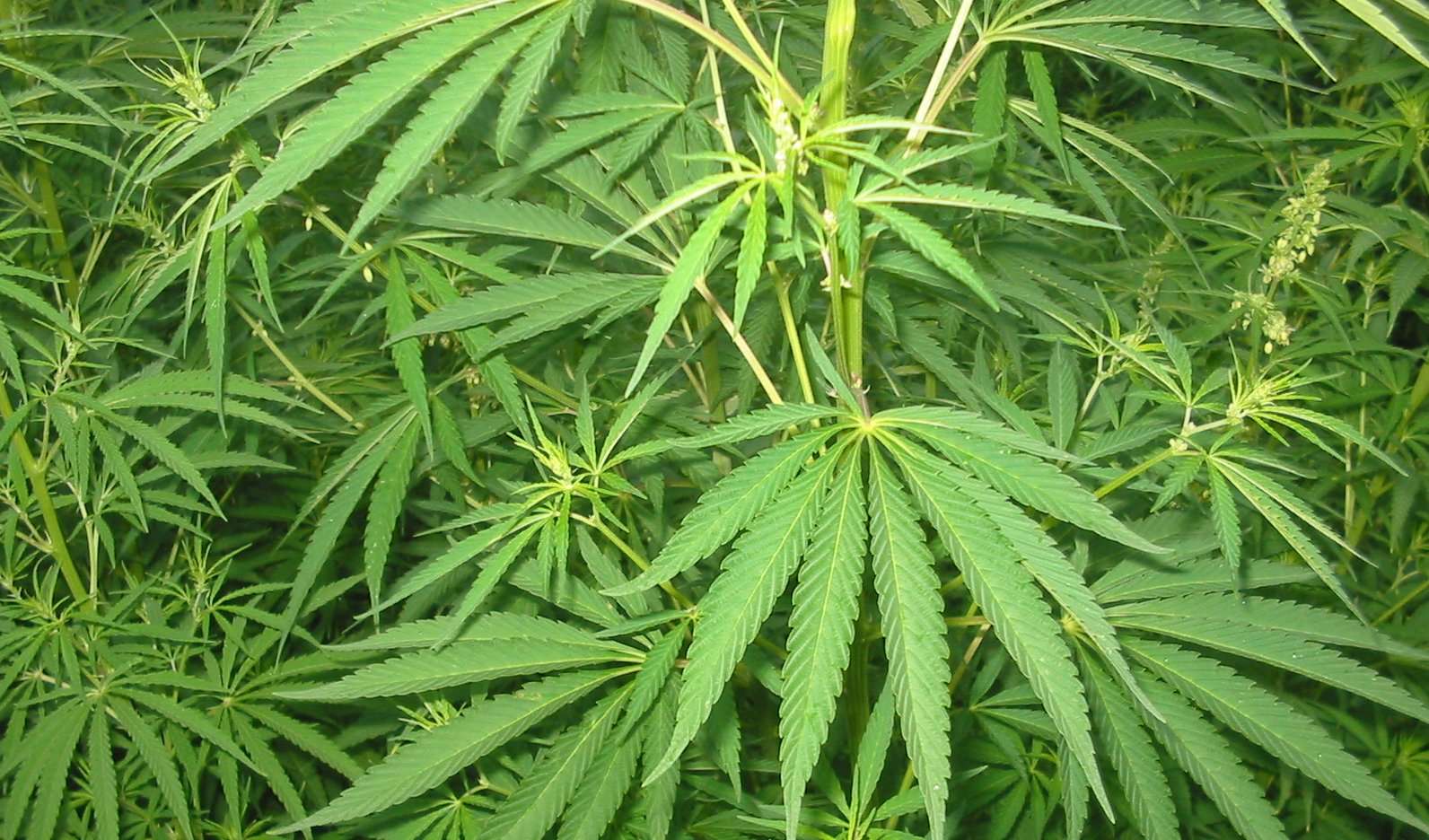 Cannabis sativa