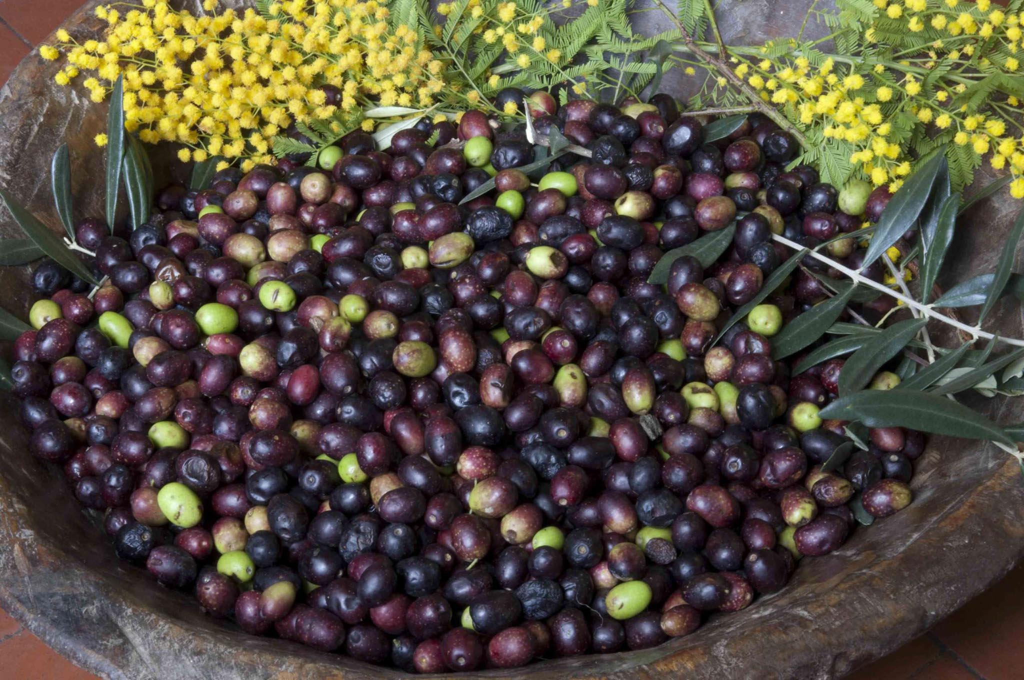 olive