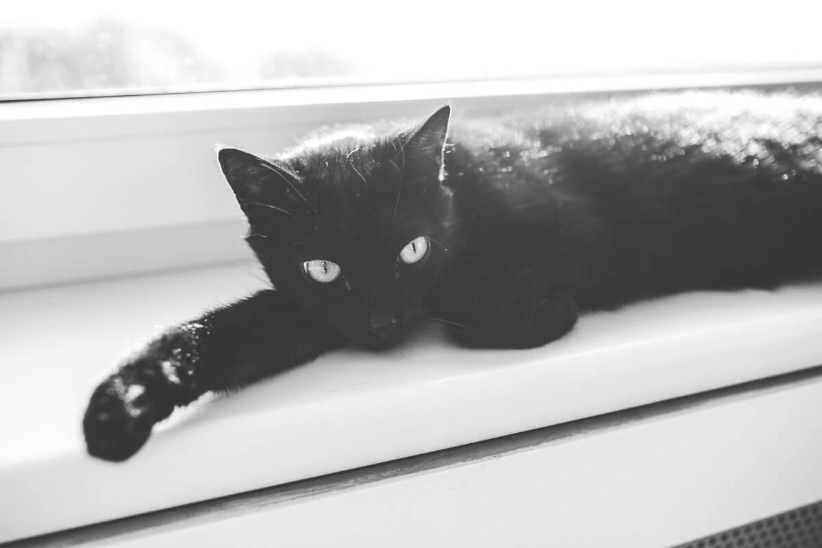 gatto