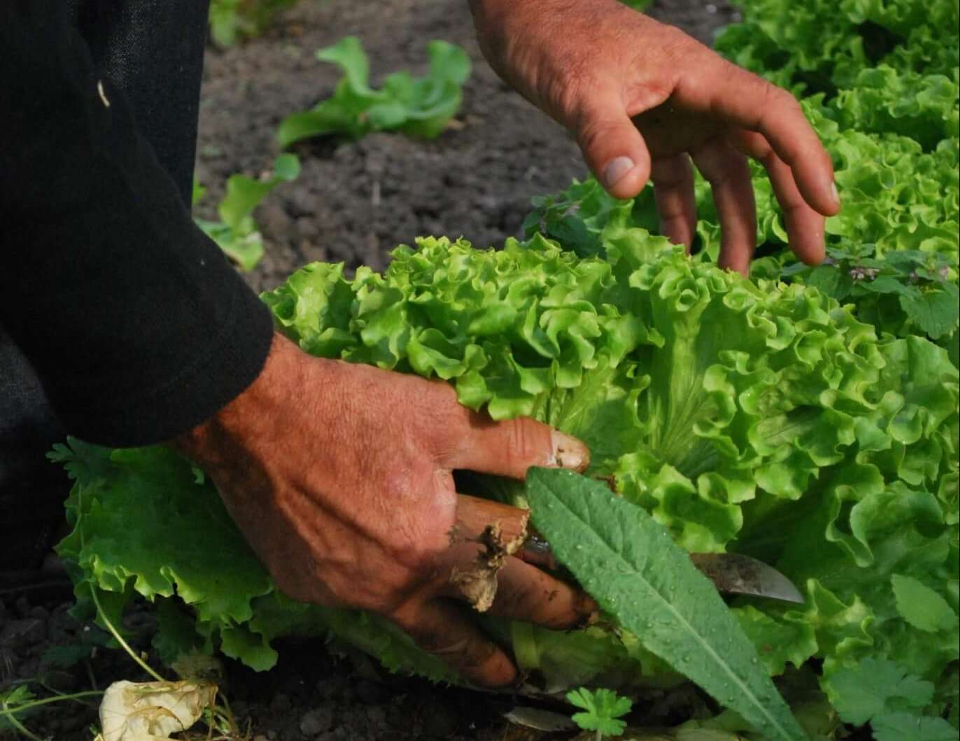 orto agricoltura insalata