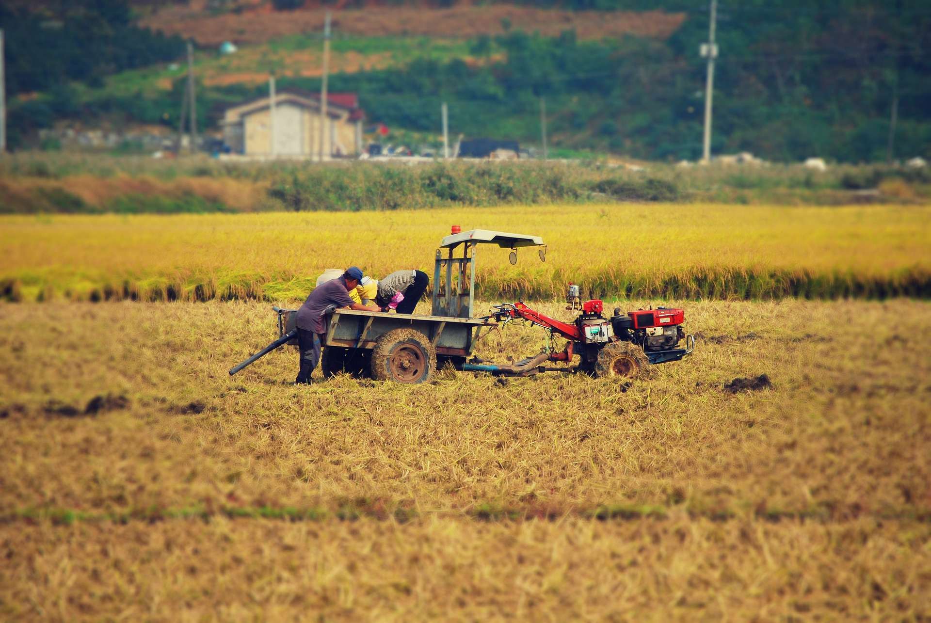 raccolto, agricoltura, contadini, agricoltori, braccianti