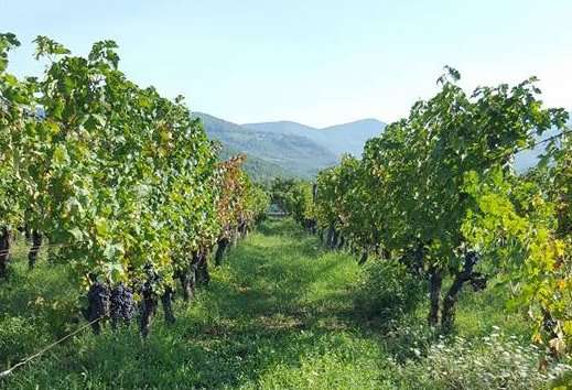 la felce ortonovo viti vino enoteca