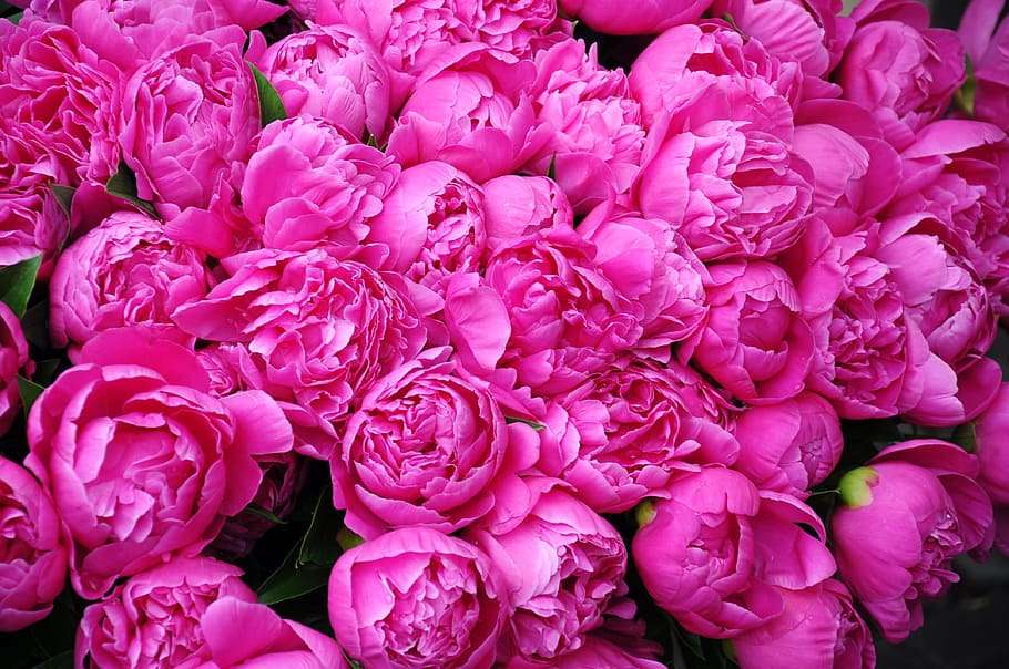 peonie, floricoltura, fiori