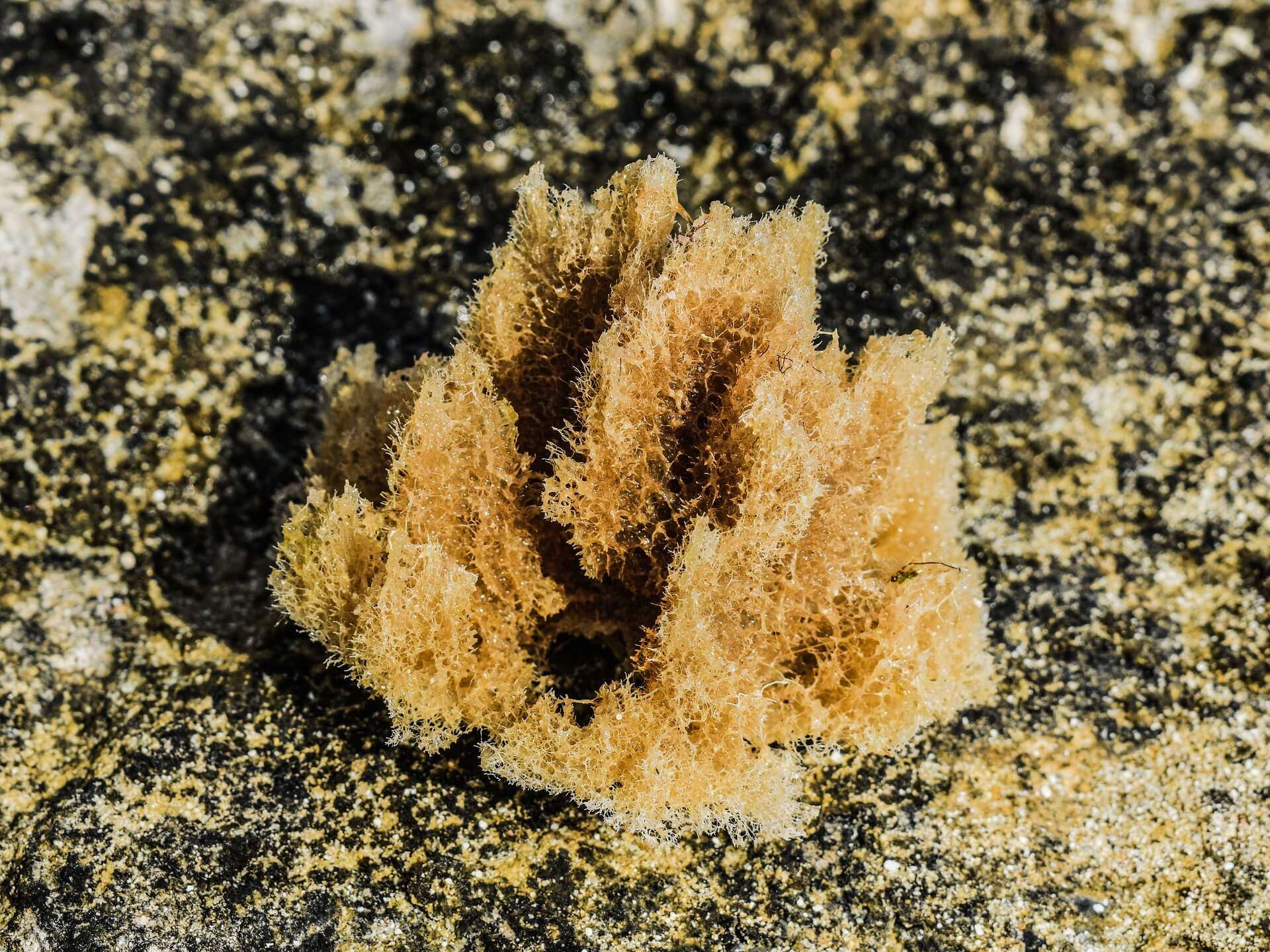 spugna fondali mare