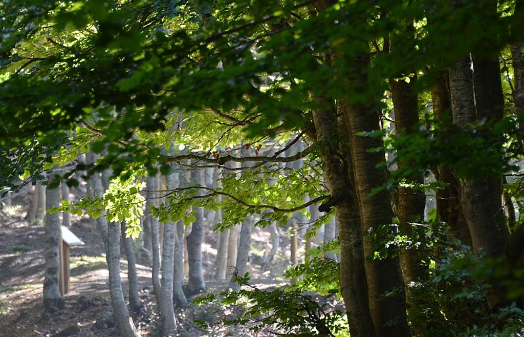 Forest Bathing