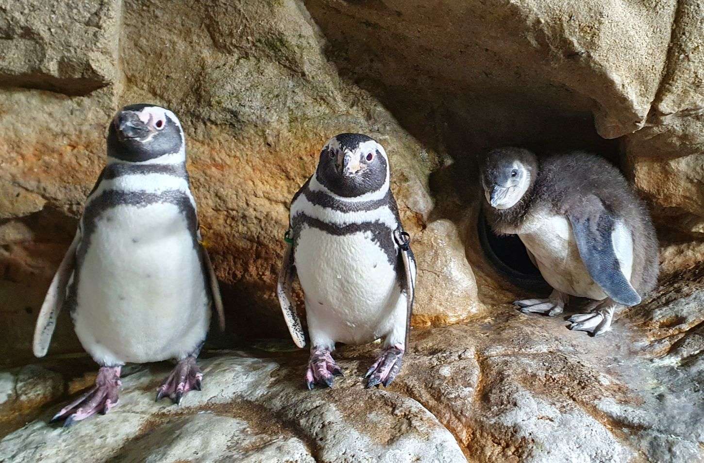 Acquario di Genova piccoli pinguini luglio 2020