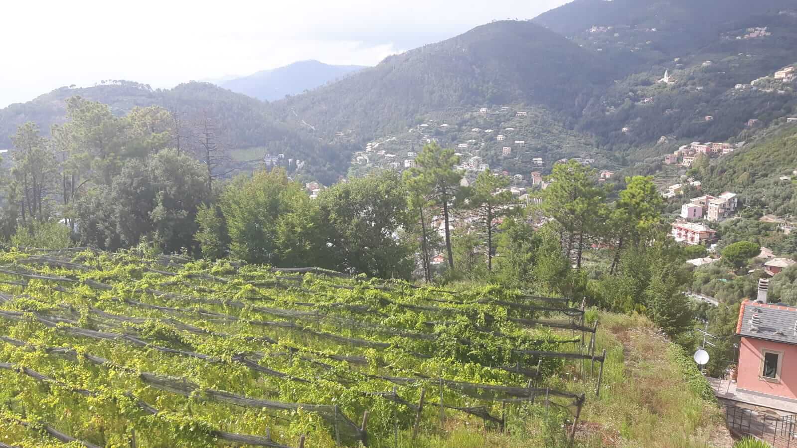 vigneti vigne uva