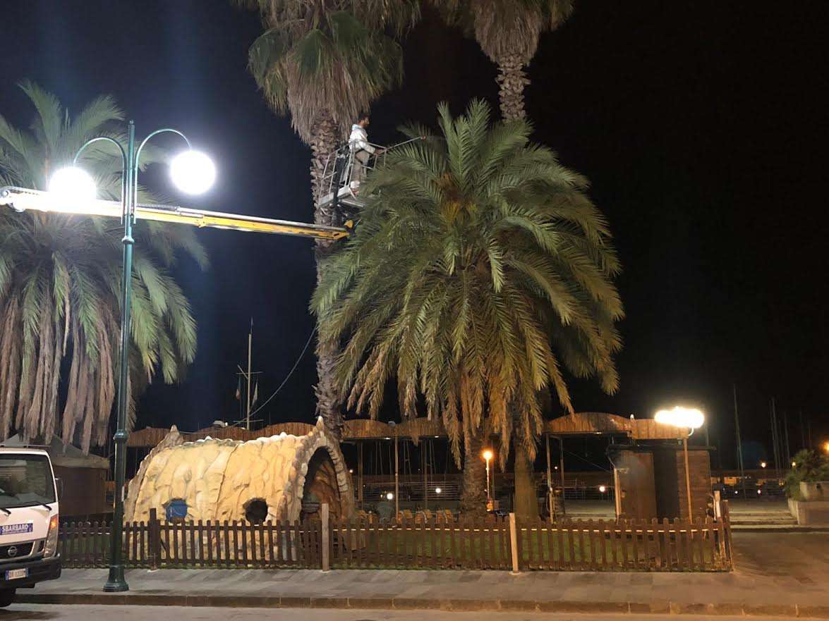 palma, punteruolo rosso