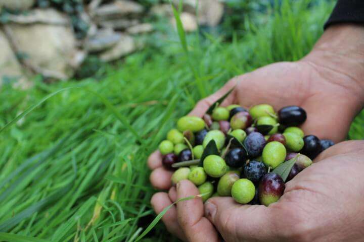 Olive