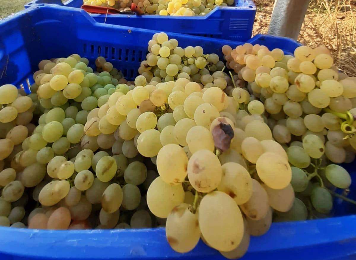Vendemmia Cia