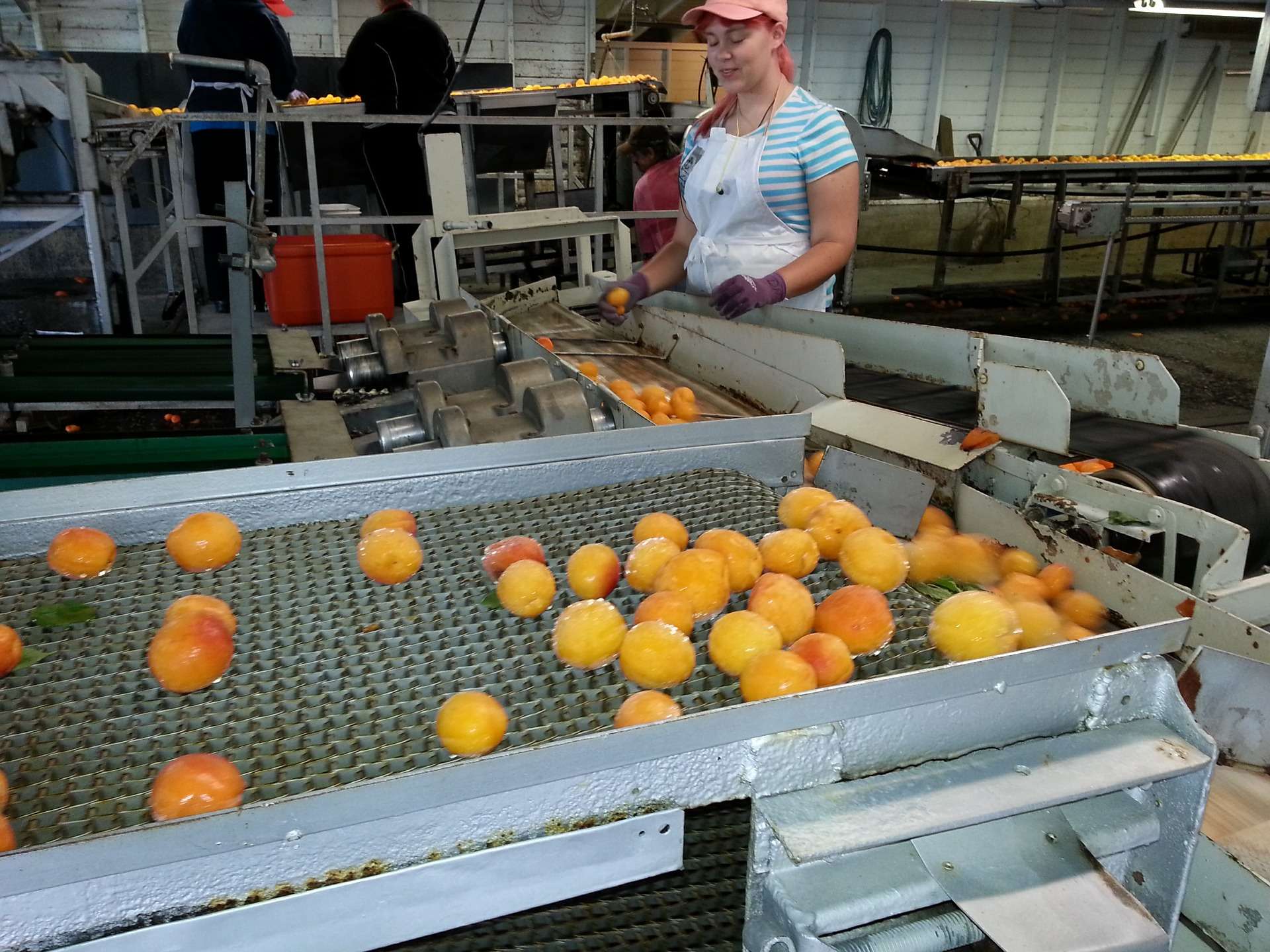 produzione industria alimentare