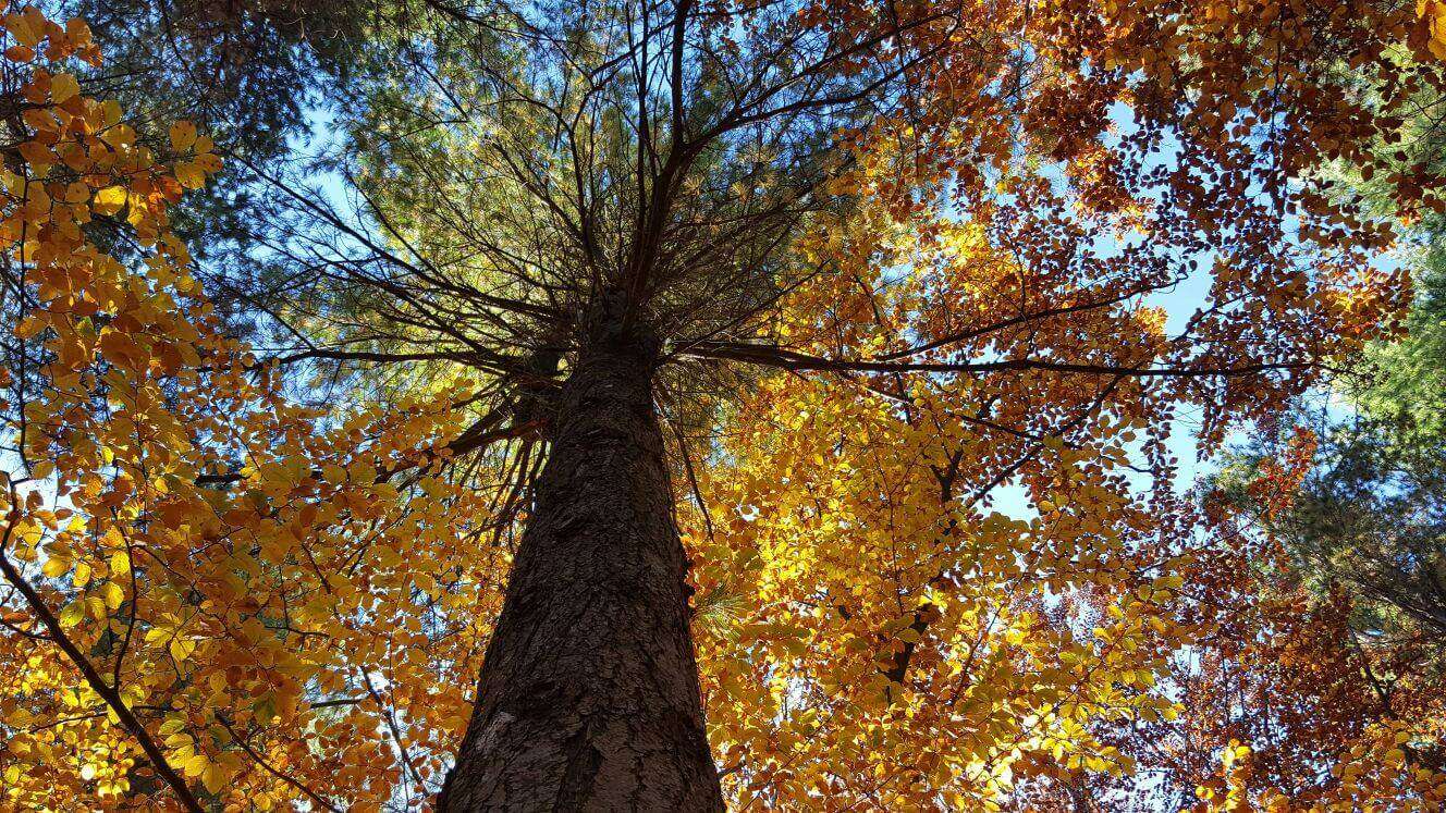 FOLIAGE