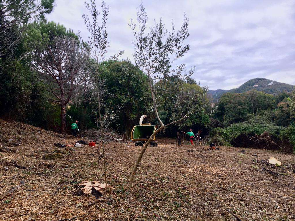 Foto_riqualificazione_Bosco_1
