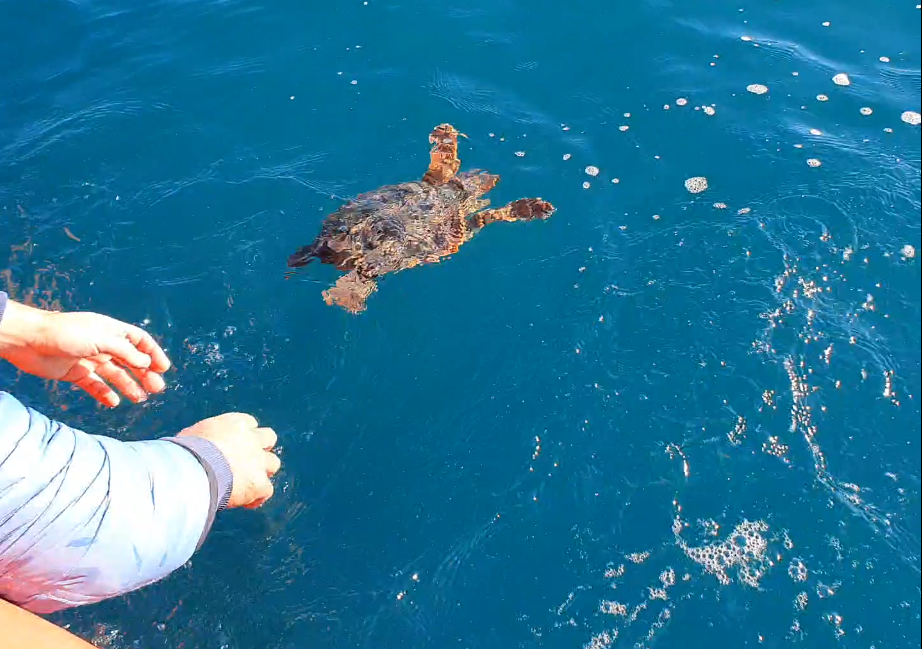 Rilascio Caretta caretta