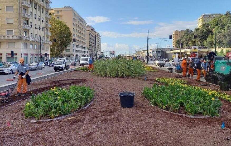 aster aiuola genova via brigate partigiane