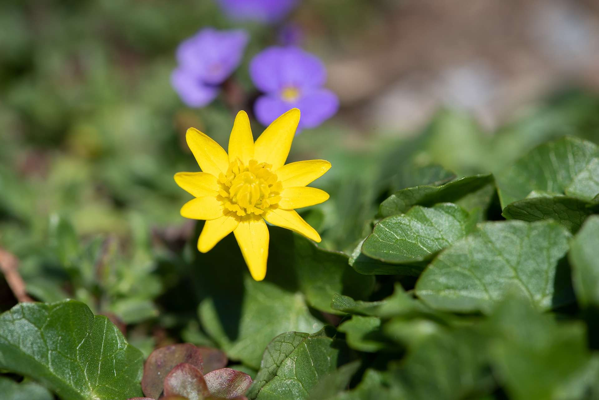 giardini fiori