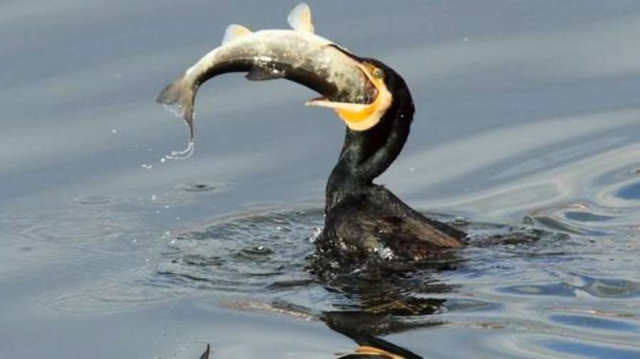 Cormorano_liguria