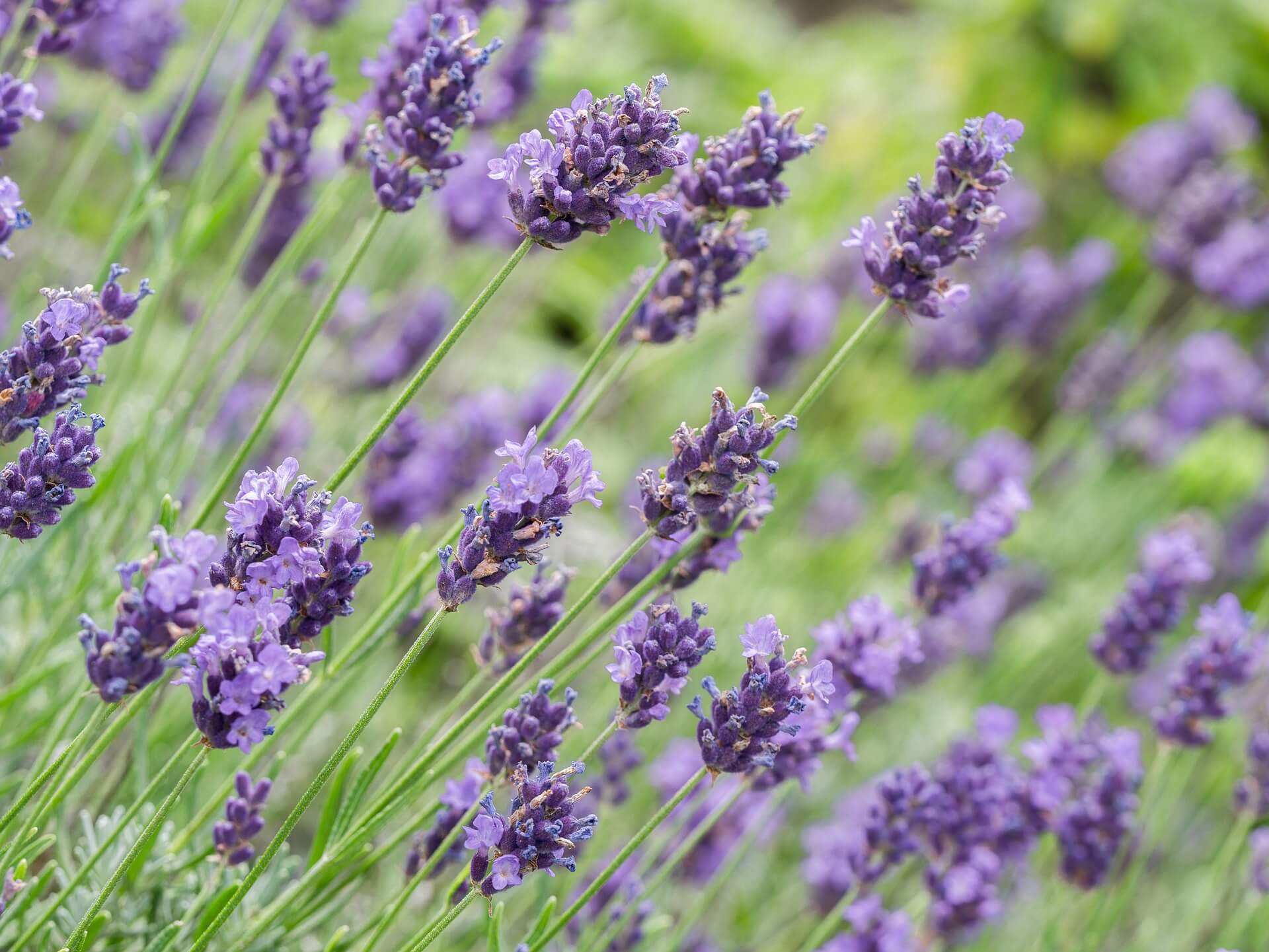 lavanda