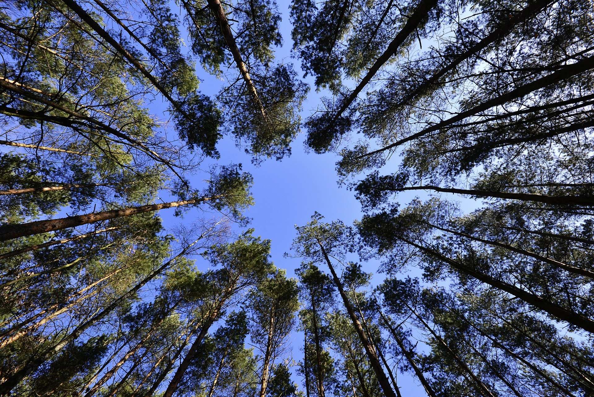 foresta boschi albero alberi