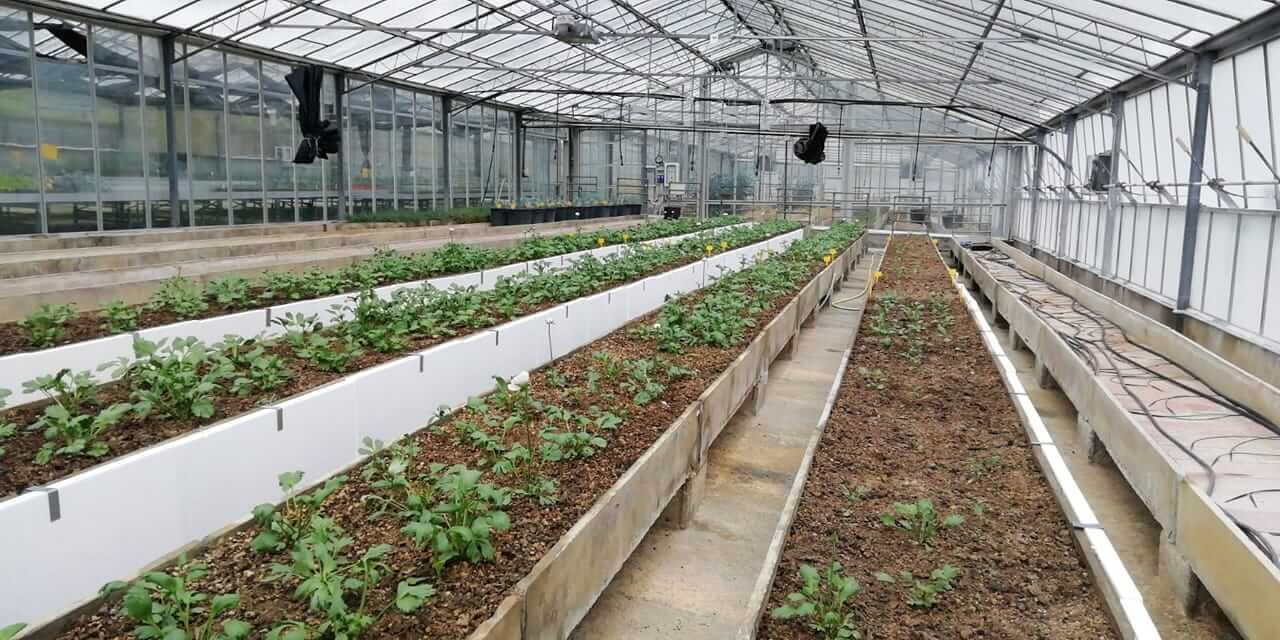 ranuncoli floricoltura irf