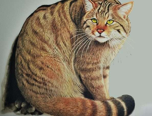 Gatto selvatico