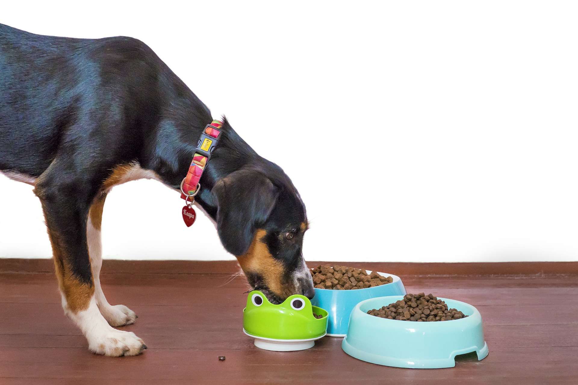 pet cane cibo per cani animali domestici