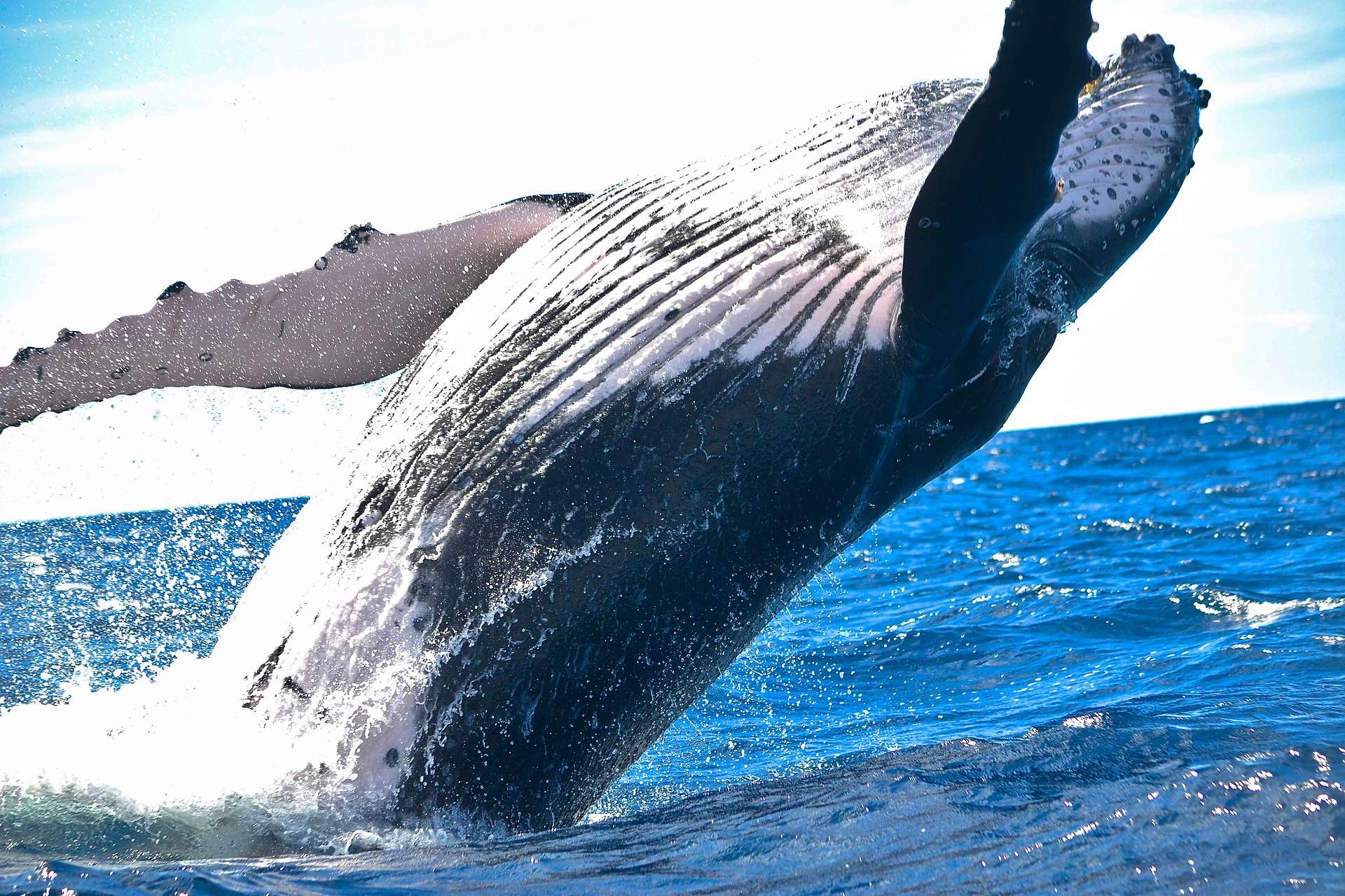 animal-1850235_1920