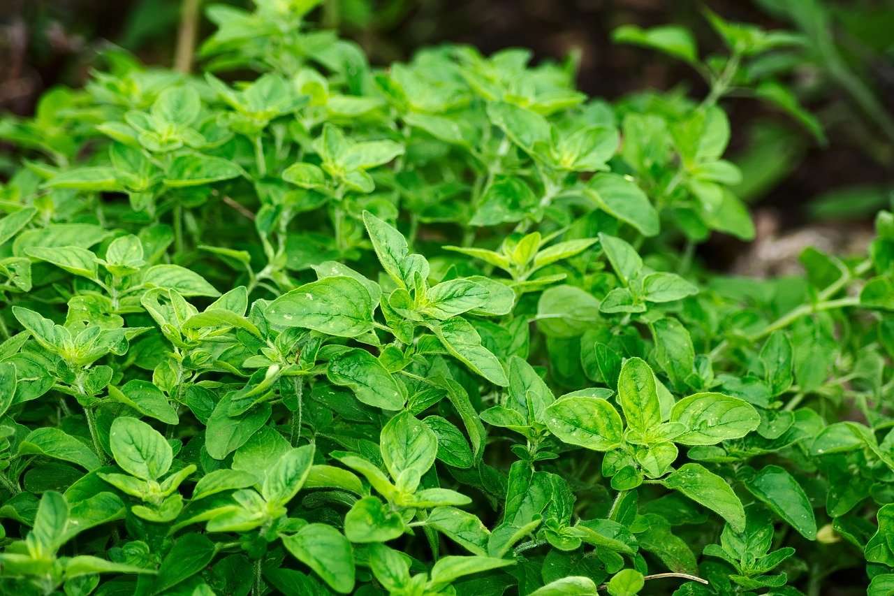 origano