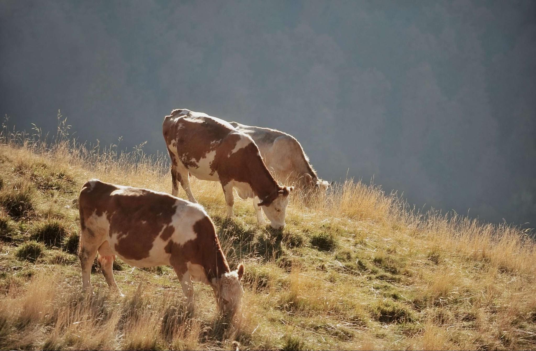 mucche allevamento